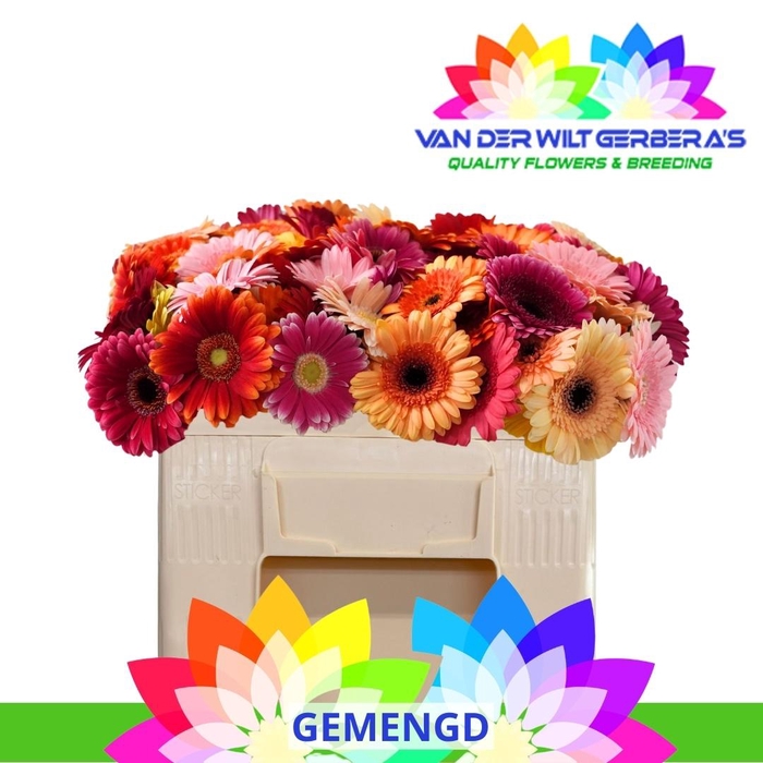 <h4>GE MI GEM</h4>