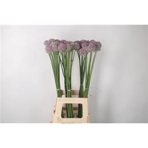 Allium Ampeloprasum