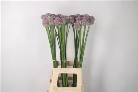 <h4>Allium Ampeloprasum</h4>
