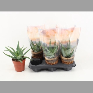 ALOE ARBORESCENS
