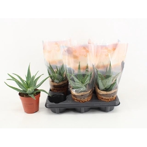 ALOE ARBORESCENS
