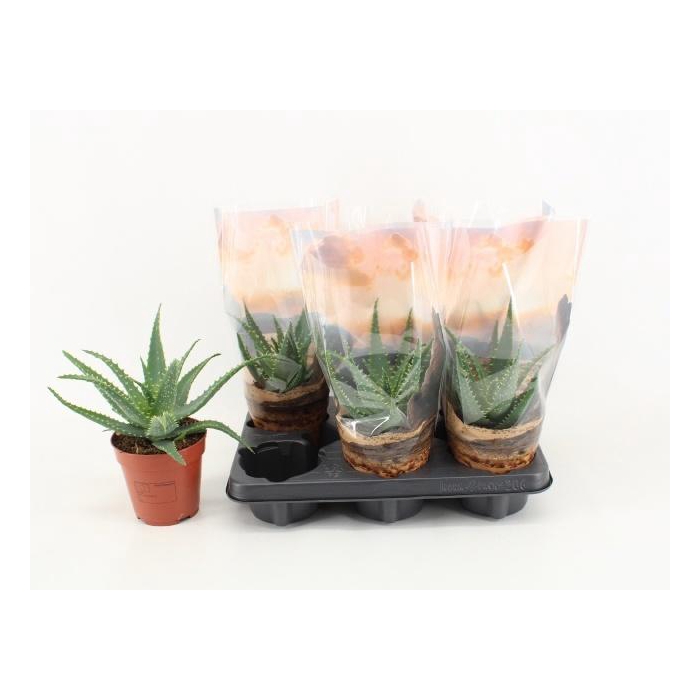 <h4>ALOE ARBORESCENS</h4>