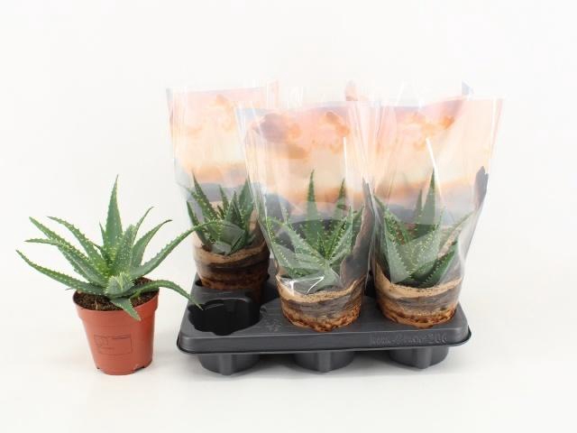 ALOE ARBORESCENS