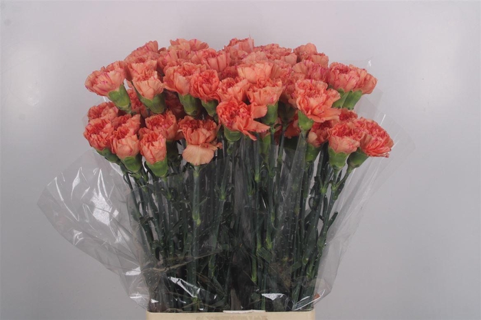 <h4>Di St Lion King</h4>