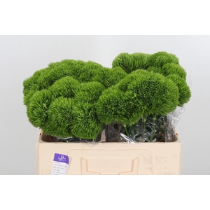 Dianthus Barbatus Overig