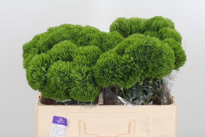 <h4>Dianthus Barbatus Overig</h4>