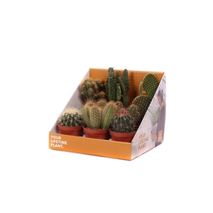 Cactus mix 8,5 cm in showdoos your lifetime plant