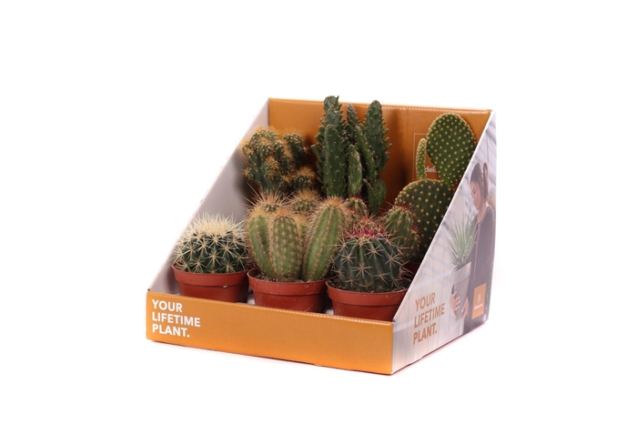 <h4>Cactus mix 8,5 cm in showdoos your lifetime plant</h4>