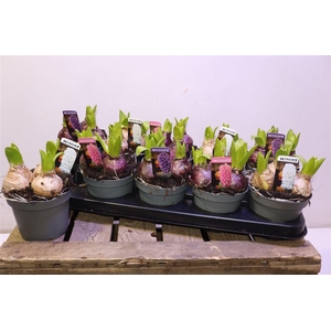 arr8 Hyacin Pear Gem 3 Kl