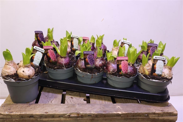 <h4>arr8 Hyacin Pear Gem 3 Kl</h4>