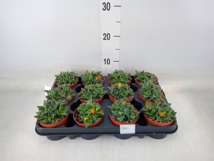 <h4>Faucaria tigrina</h4>