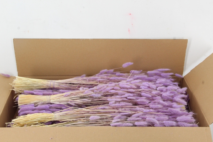 <h4>DF Lagurus 100g Milka</h4>