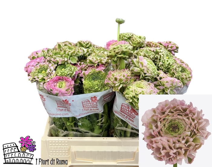 <h4>RAN PON PON CANDY</h4>