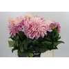 Dahlia Cafe Au Lait