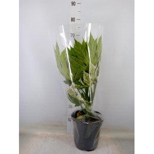 Fatsia japonica 'Variegata'