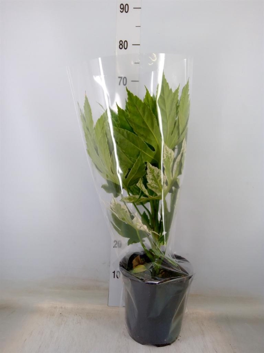 <h4>Fatsia japonica 'Variegata'</h4>