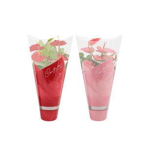 Anthurium 14 cm red & pink mix in Couture sleeve