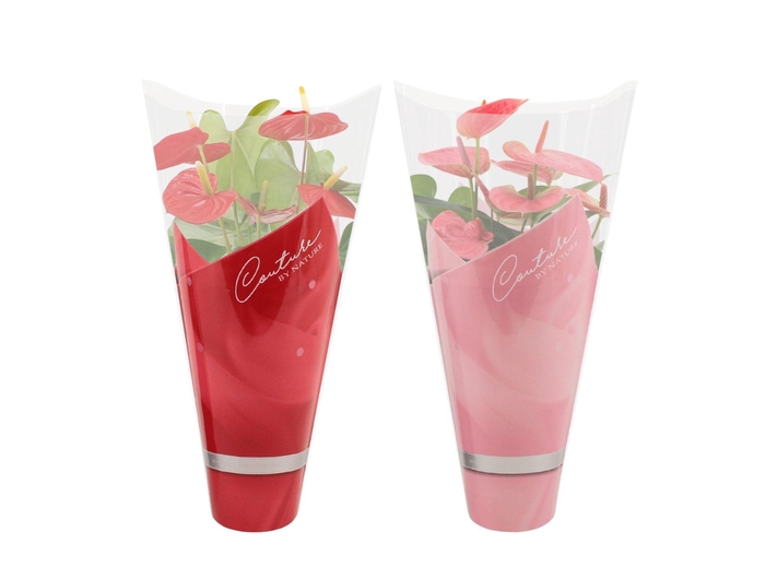 <h4>Anthurium 14 cm red & pink mix in Couture sleeve</h4>