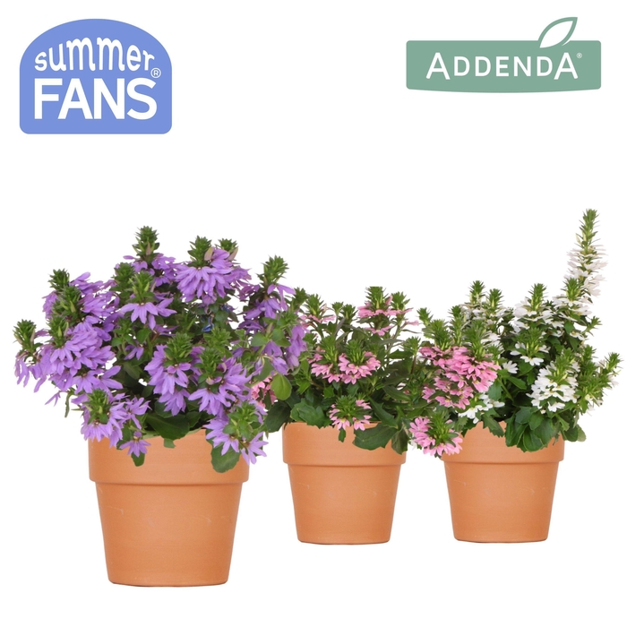 <h4>Scaevola mix in Terracotta pot</h4>