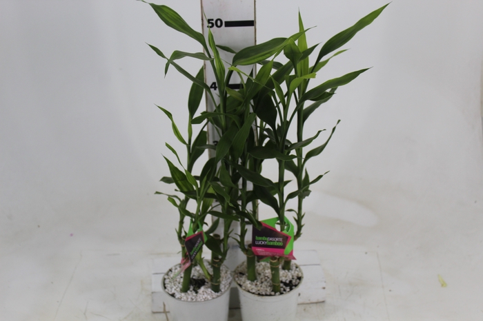 <h4>DRACENA LUCKY BAMBOO P12</h4>
