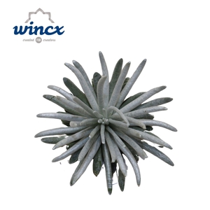 Senecio Scaposus Cutflower