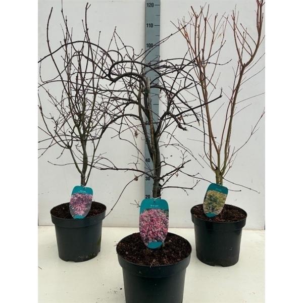 <h4>Acer mix P26 5/8 species</h4>