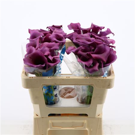 <h4>Calla Durban</h4>