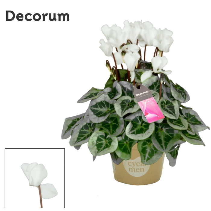 <h4>Cyclamen SS Picasso White Decorum</h4>