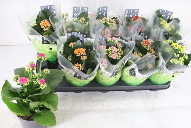 <h4>KAL GE GEM 5 KL</h4>