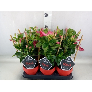 Mandevilla  'Sundavil Red'