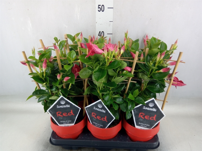 <h4>Mandevilla  'Sundavil Red'</h4>