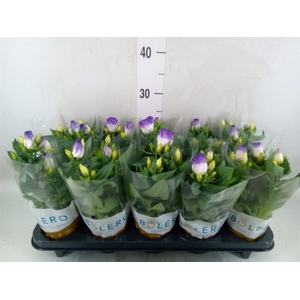 Eustoma russ. DU 'Bolero Blue Rim'