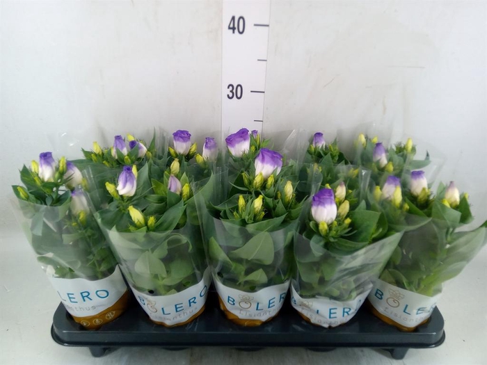 <h4>Eustoma russ. DU 'Bolero Blue Rim'</h4>