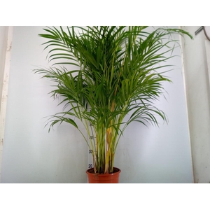 Dypsis lutescens   ...Chrysalidoca
