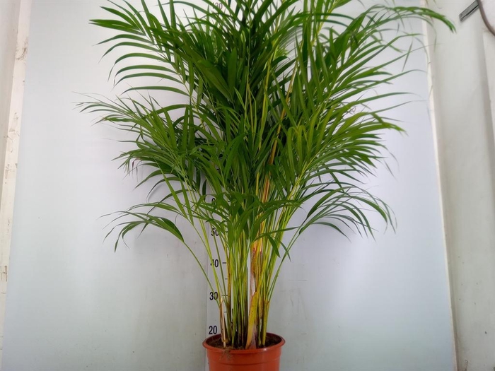 <h4>Dypsis lutescens   ...Chrysalidoca</h4>