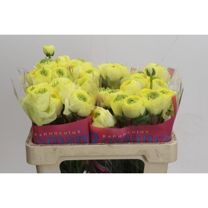 Ranunculus Romance Quimper