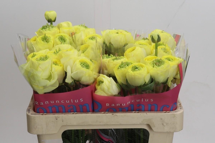 <h4>Ranunculus Romance Quimper</h4>