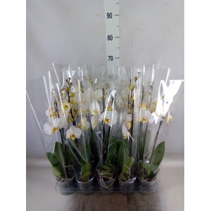Phalaenopsis   ...