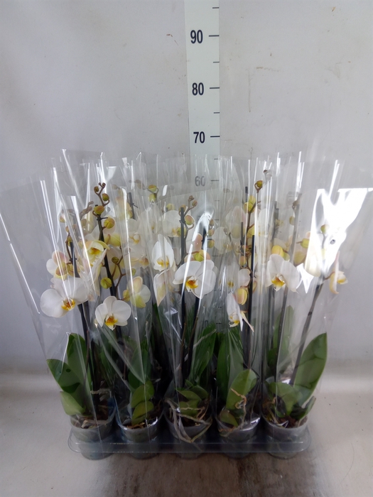 <h4>Phalaenopsis   ...</h4>
