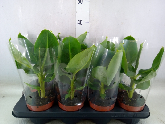<h4>Musa  'Tropicana'</h4>