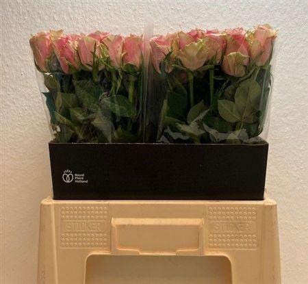 <h4>R Gr Athena Royale</h4>