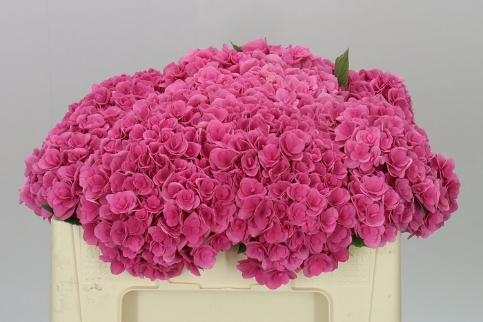 <h4>Hyd Majestic Pink</h4>