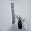 Cortaderia selloana