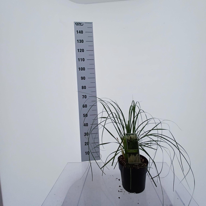 Cortaderia selloana