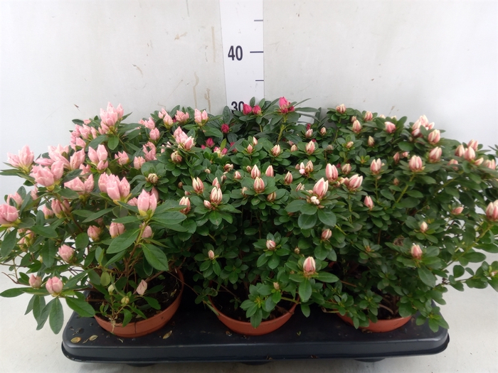 <h4>Rhododendron SI   ...mix</h4>