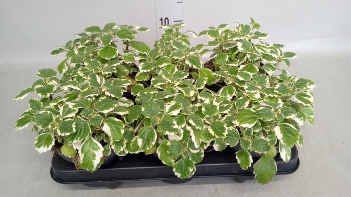 <h4>Plectranthus   ...</h4>