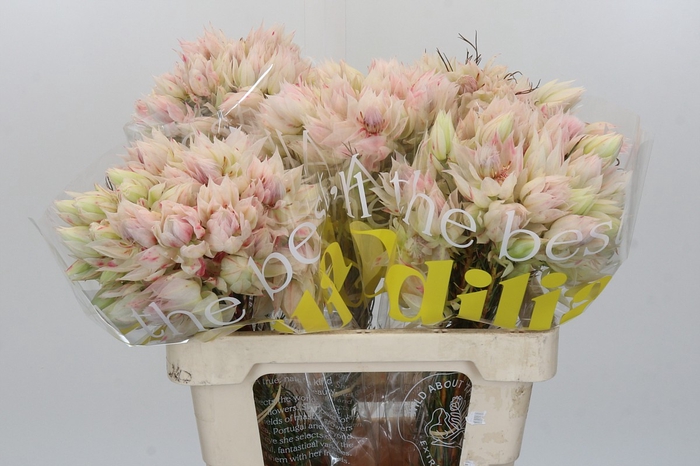 <h4>Blushing Bride 4/6 Flowers</h4>