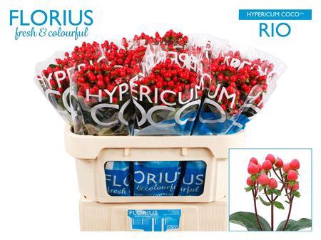 <h4>Hyp Coco Rio</h4>