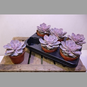 Echev Purple Pearl