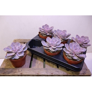 arr8 Echev Purple Pearl